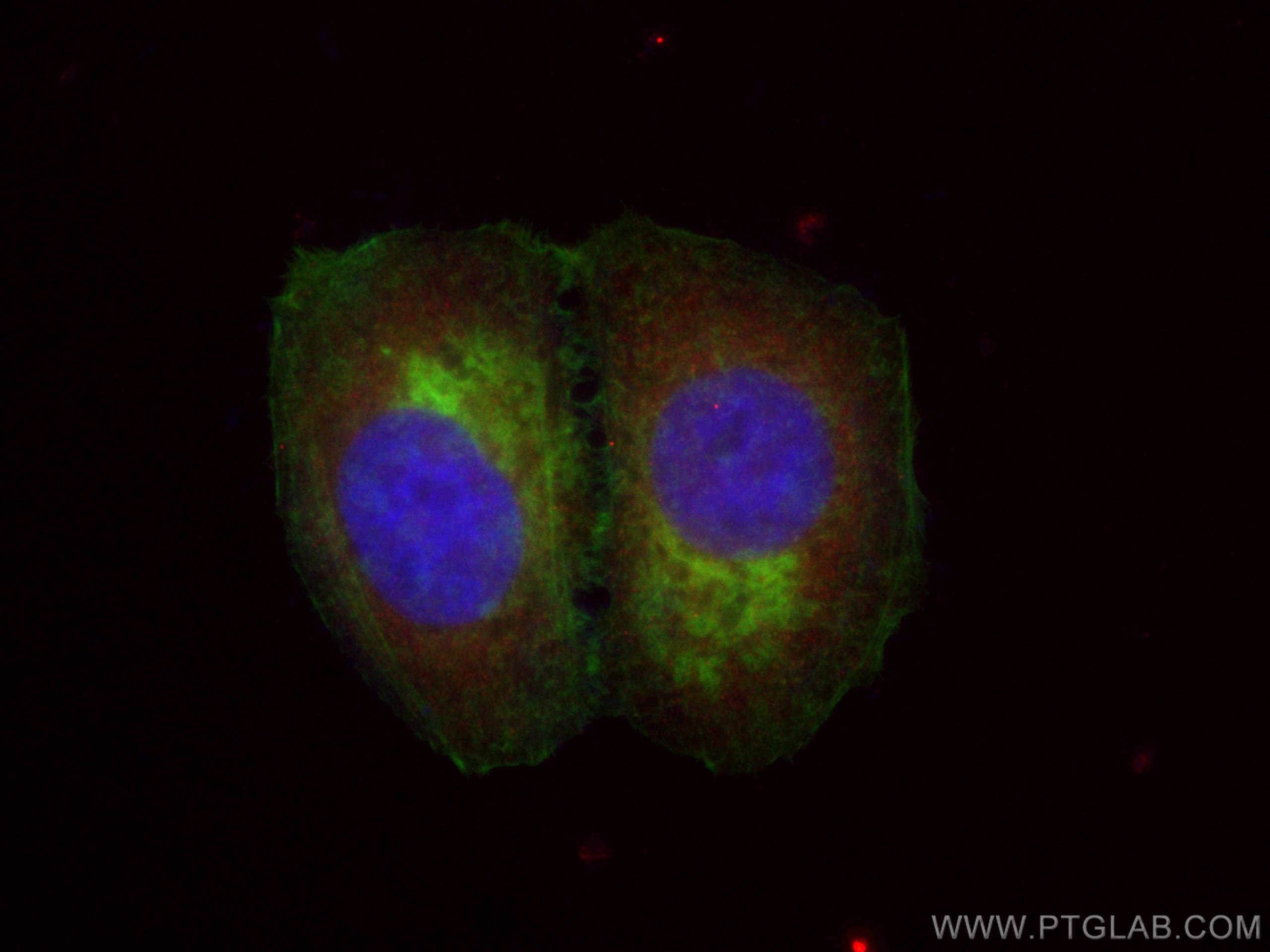 Immunofluorescence (IF) / fluorescent staining of MCF-7 cells using CoraLite®594-conjugated ASS1 Monoclonal antibody (CL594-66036)