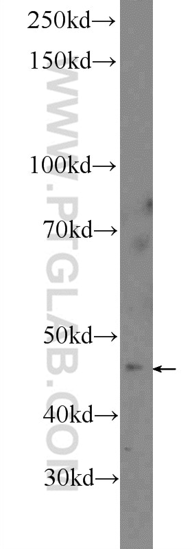 Western Blot (WB) analysis of HEK-293 cells using ASTL Polyclonal antibody (21418-1-AP)
