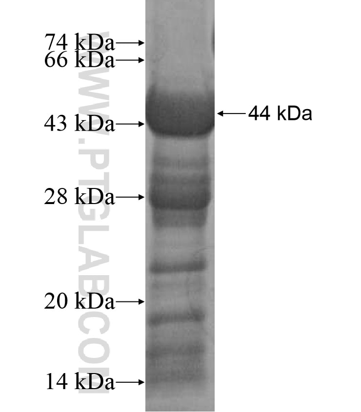 ASTL fusion protein Ag17331 SDS-PAGE