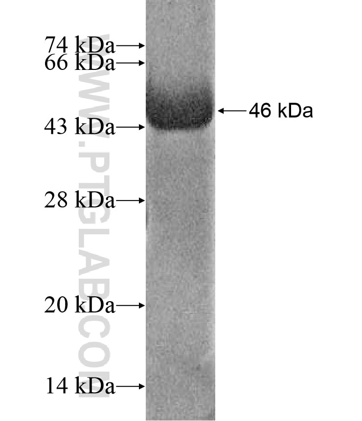 ASTN1 fusion protein Ag17204 SDS-PAGE