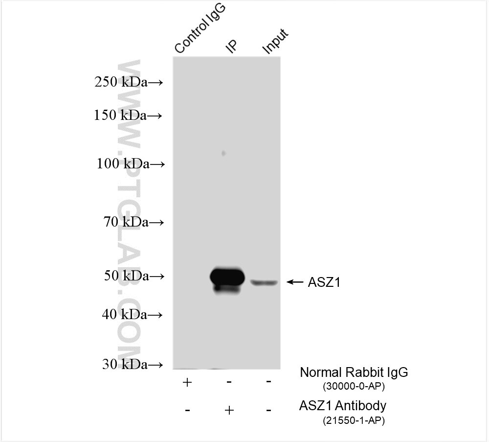 Immunoprecipitation (IP) experiment of mouse testis tissue using ASZ1 Polyclonal antibody (21550-1-AP)