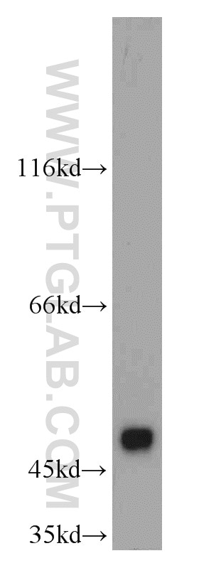 Western Blot (WB) analysis of mouse testis tissue using ASZ1 Polyclonal antibody (21550-1-AP)