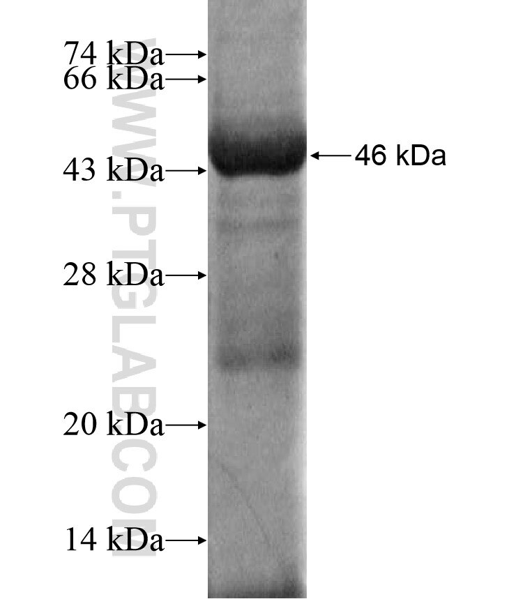ASZ1 fusion protein Ag17055 SDS-PAGE