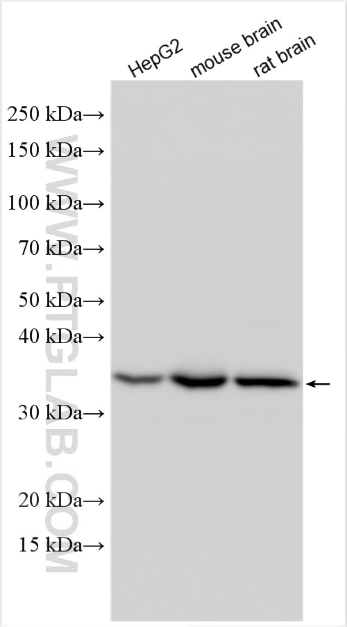Western Blot (WB) analysis of various lysates using ATAD1 Polyclonal antibody (16882-1-AP)