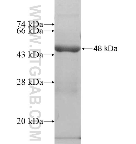 ATAD1 fusion protein Ag10343 SDS-PAGE