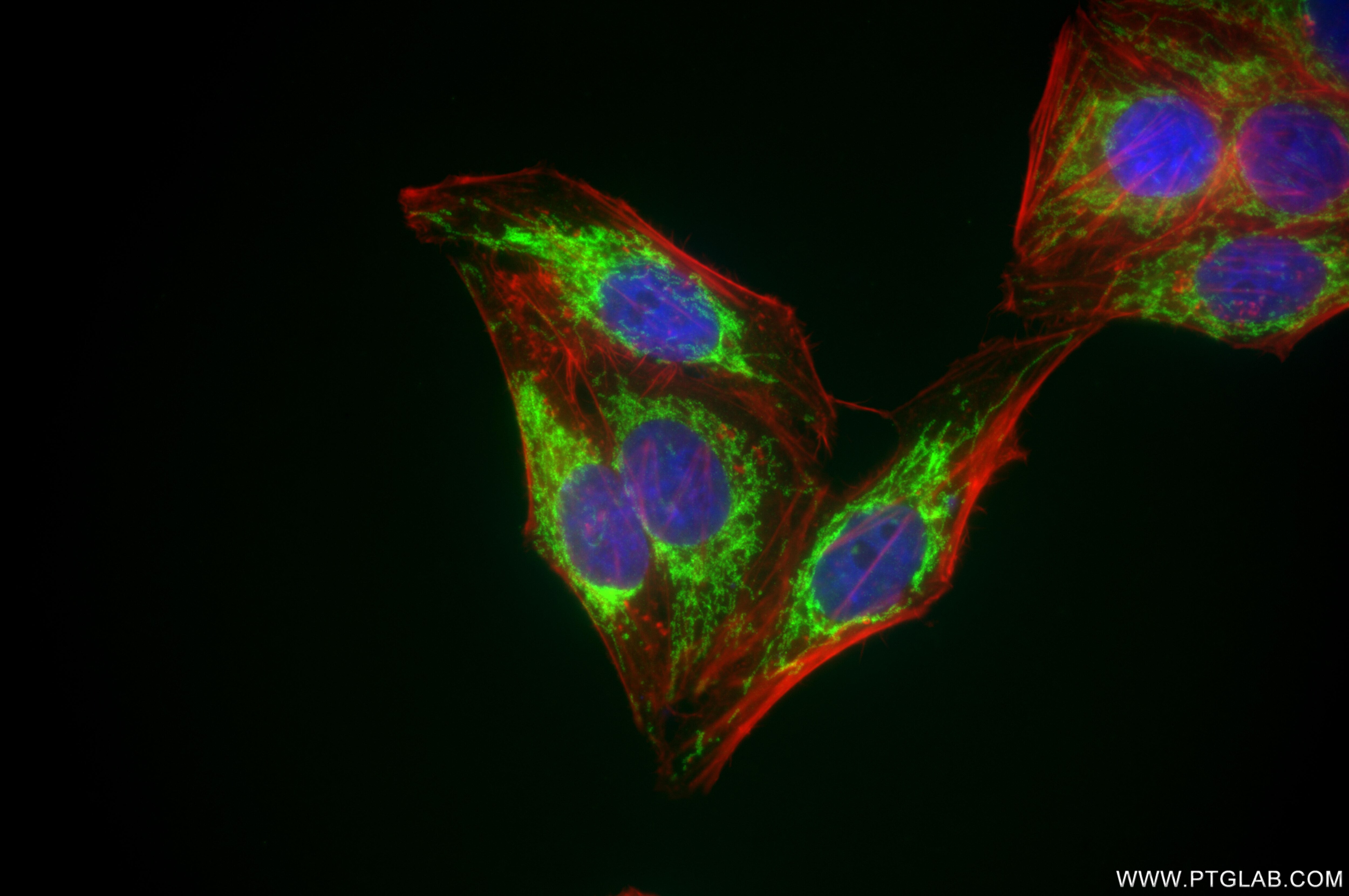 Immunofluorescence (IF) / fluorescent staining of HEPG2 cells using ATAD3A/B Recombinant antibody (86461-2-RR)