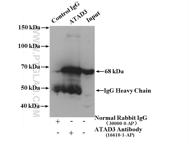 Immunoprecipitation (IP) experiment of NCCIT cells using ATAD3A/B Polyclonal antibody (16610-1-AP)
