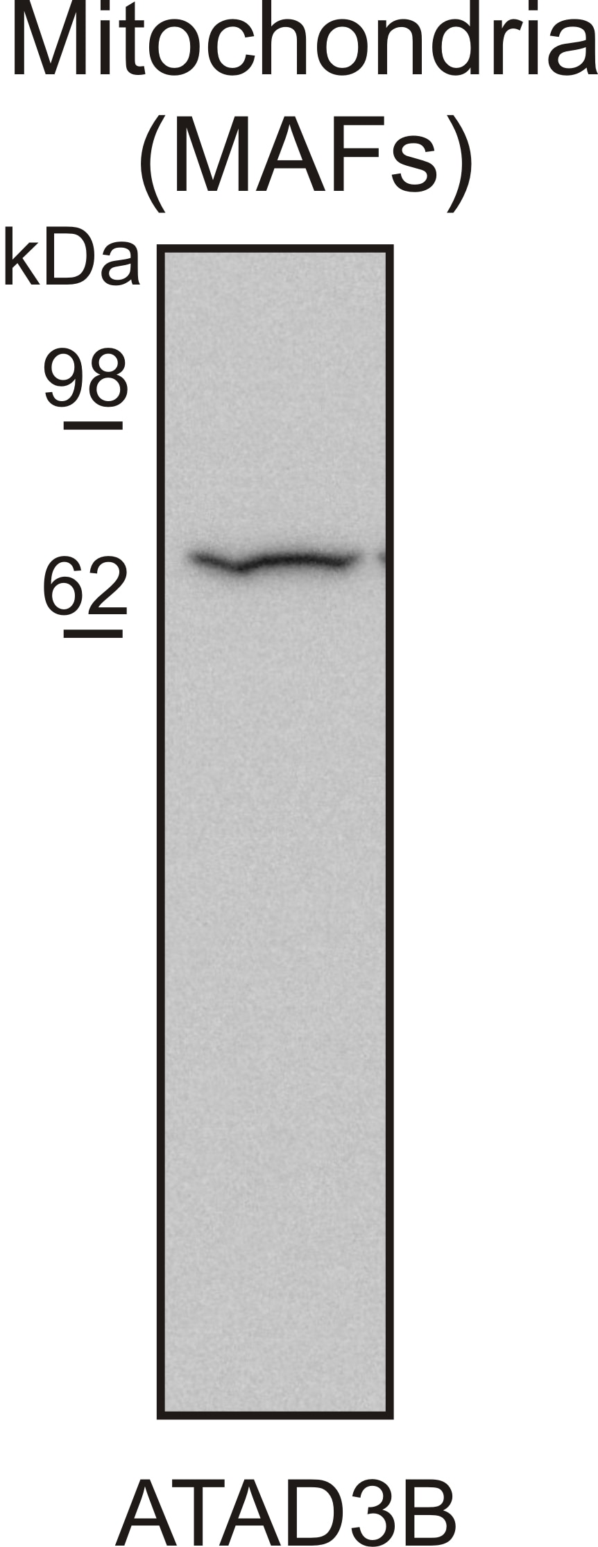 Western Blot (WB) analysis of MAF cells using ATAD3A/B Polyclonal antibody (16610-1-AP)