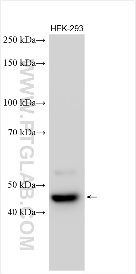 Western Blot (WB) analysis of various lysates using ATAD3C Polyclonal antibody (21881-1-AP)