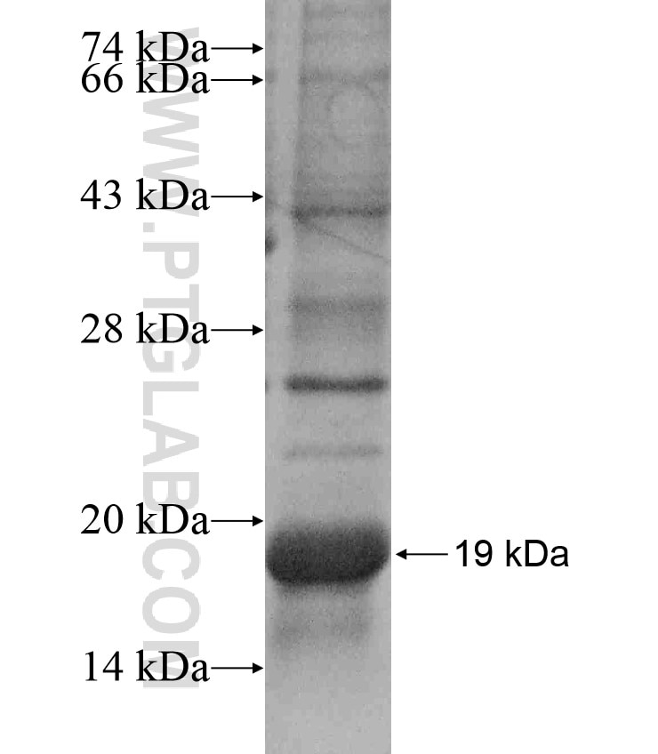 ATAD3C fusion protein Ag17215 SDS-PAGE