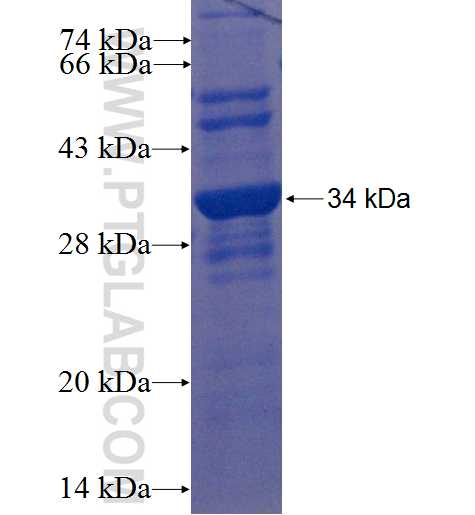 ATAD4 fusion protein Ag22500 SDS-PAGE