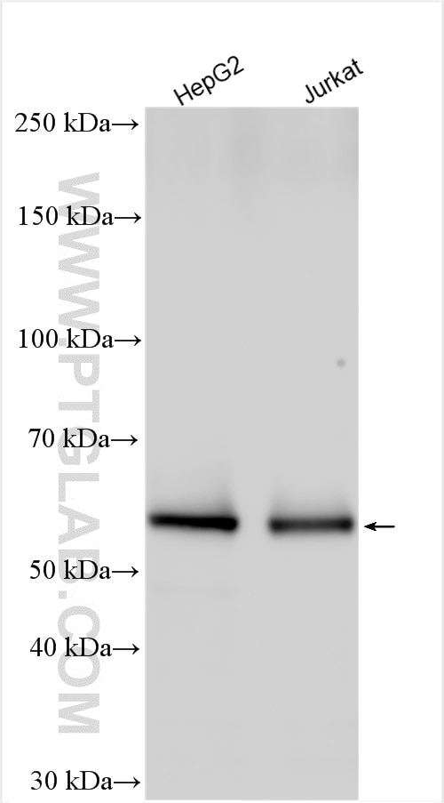 Western Blot (WB) analysis of various lysates using ATE1 Polyclonal antibody (13973-1-AP)
