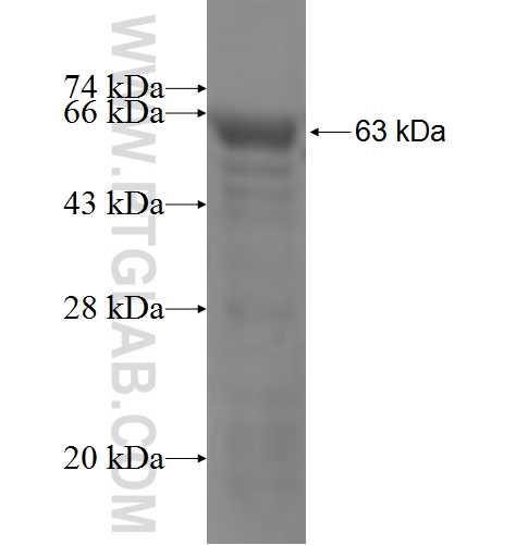 ATE1 fusion protein Ag5006 SDS-PAGE
