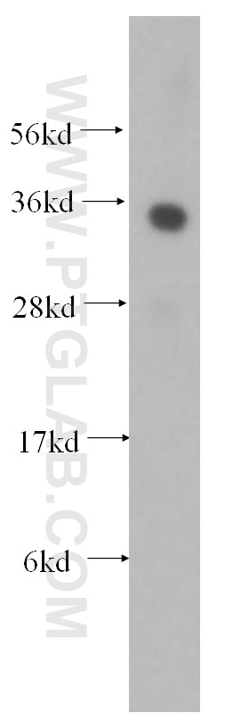 Western Blot (WB) analysis of HeLa cells using ATF1 Polyclonal antibody (11946-1-AP)