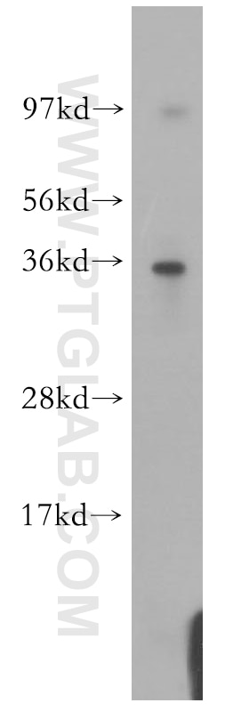 Western Blot (WB) analysis of human brain tissue using ATF1 Polyclonal antibody (11946-1-AP)