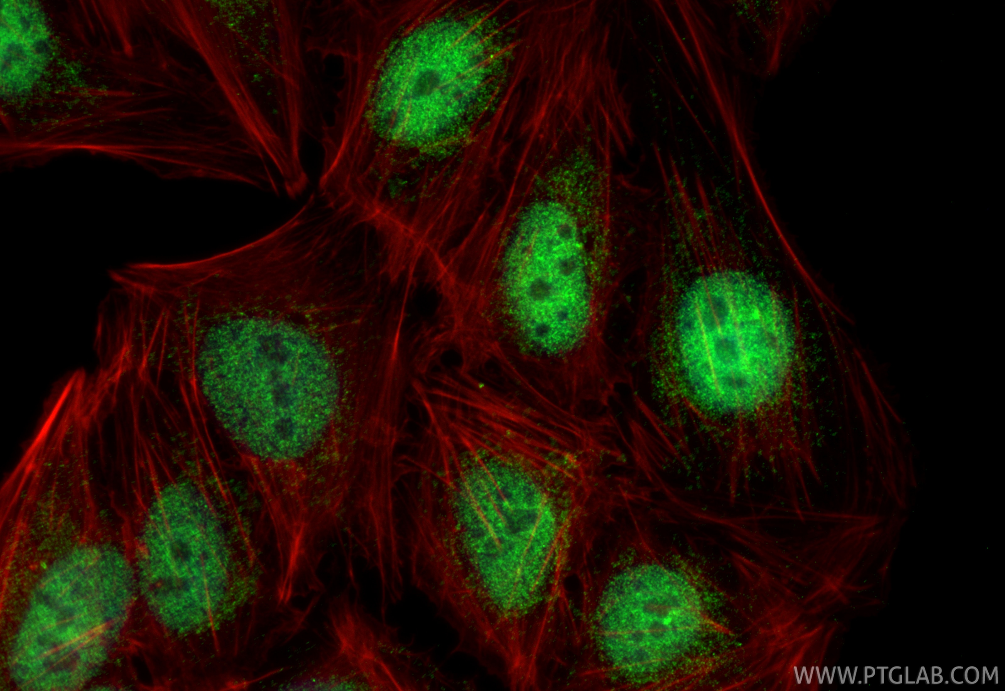 IF Staining of U2OS using 68813-4-Ig (same clone as 68813-4-PBS) Immunofluorescence (IF) / fluorescent staining of U2OS cells using ATF1 Monoclonal antibody (68813-4-Ig)