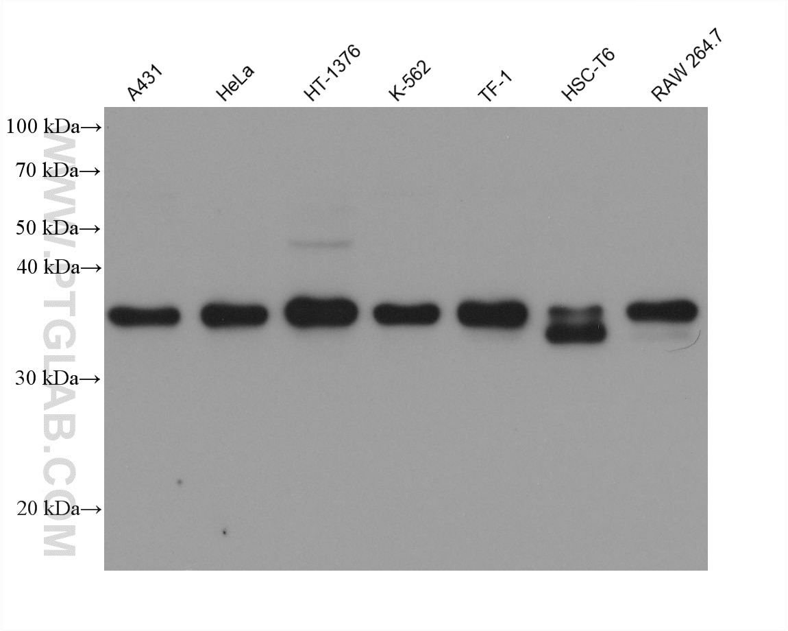 WB analysis using 68813-4-Ig (same clone as 68813-4-PBS) Western Blot (WB) analysis of various lysates using ATF1 Monoclonal antibody (68813-4-Ig)
