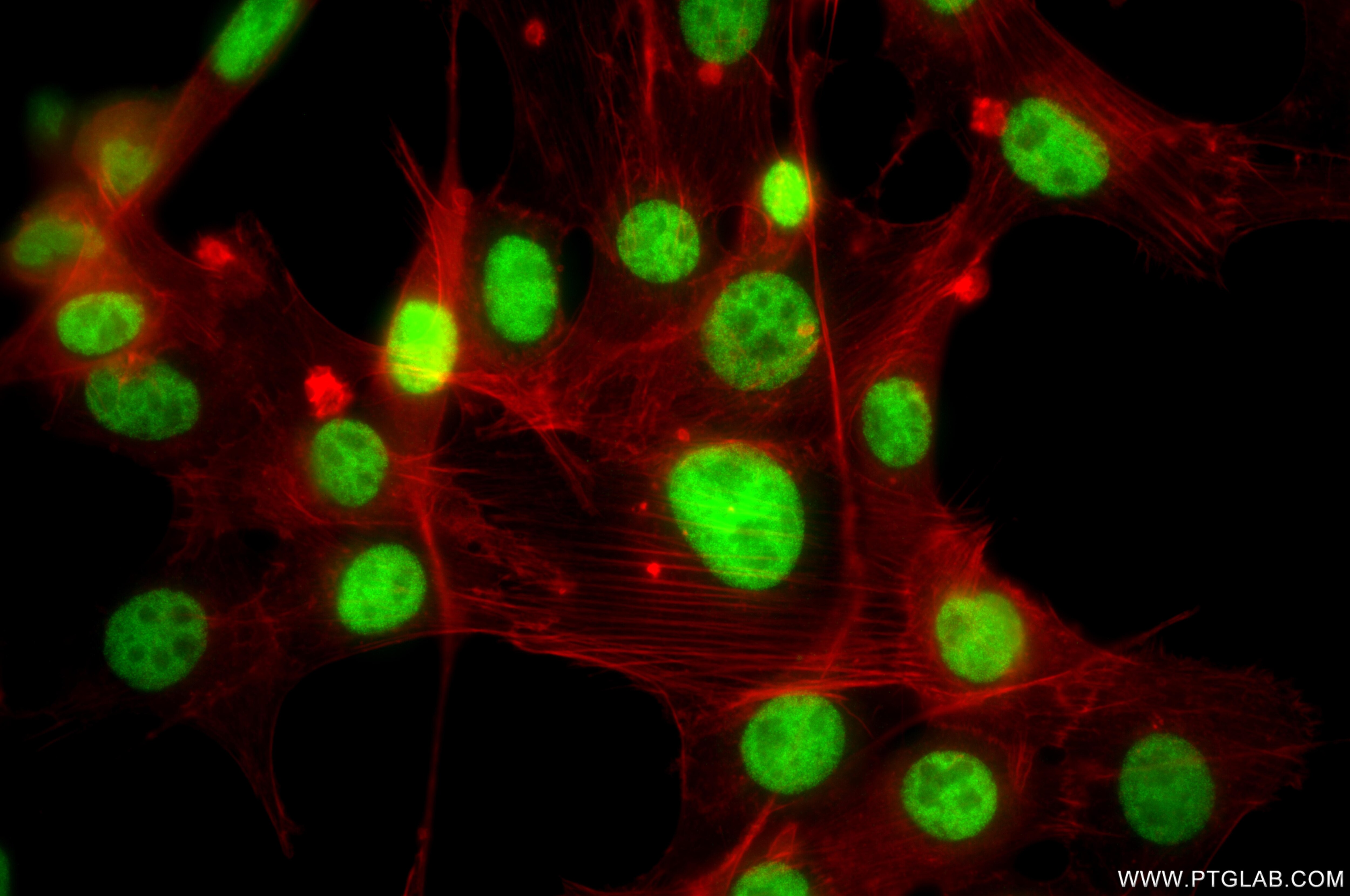IF Staining of NIH/3T3 using 87421-1-RR (same clone as 87421-1-PBS) Immunofluorescence (IF) / fluorescent staining of NIH/3T3 cells using ATF1 Recombinant monoclonal antibody (87421-1-RR)