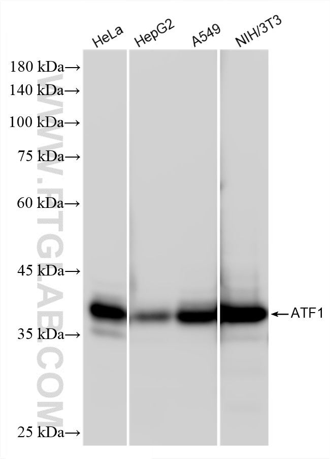 WB analysis using 87421-1-RR (same clone as 87421-1-PBS) Western Blot (WB) analysis of various lysates using ATF1 Recombinant monoclonal antibody (87421-1-RR)