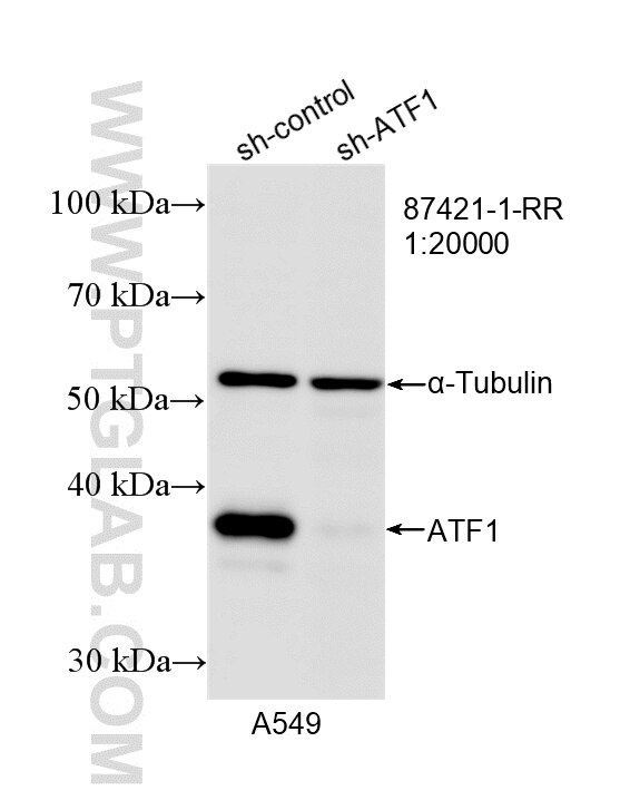 WB analysis of A549 using 87421-1-RR (same clone as 87421-1-PBS) Western Blot (WB) analysis of A549 cells using ATF1 Recombinant monoclonal antibody (87421-1-RR)