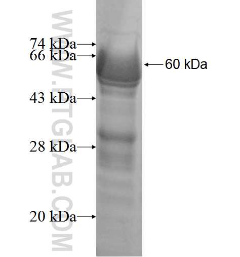 ATF1 fusion protein Ag2548 SDS-PAGE