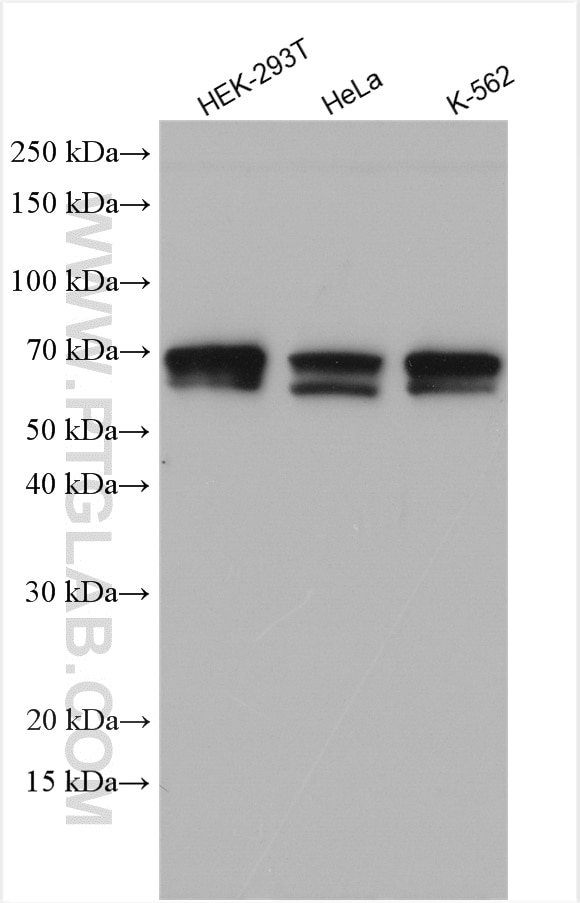 Western Blot (WB) analysis of various lysates using ATF2 Polyclonal antibody (11908-1-AP)
