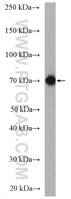 WB analysis of C2C12 using 14834-1-AP