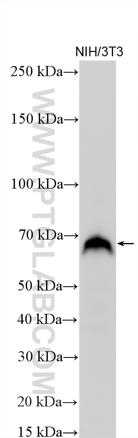 WB analysis using 14834-1-AP Western Blot (WB) analysis of various lysates using ATF2-Specific Polyclonal antibody (14834-1-AP)