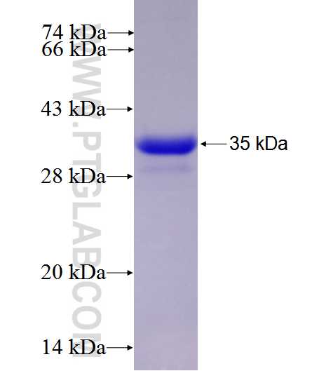 ATF3 fusion protein Ag27690 SDS-PAGE