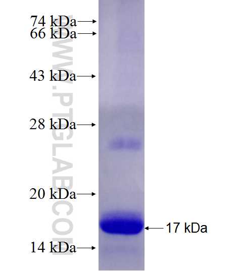 ATF3 fusion protein Ag27694 SDS-PAGE