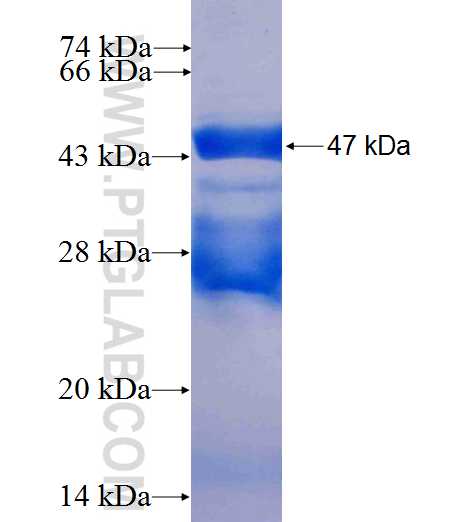 ATF3 fusion protein Ag8334 SDS-PAGE