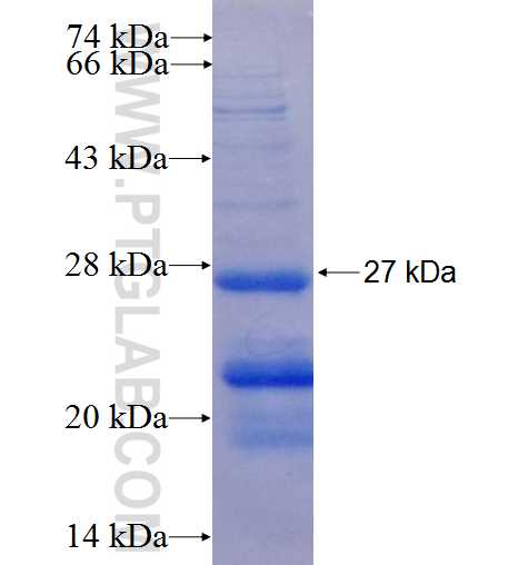 ATF3 fusion protein Ag8512 SDS-PAGE