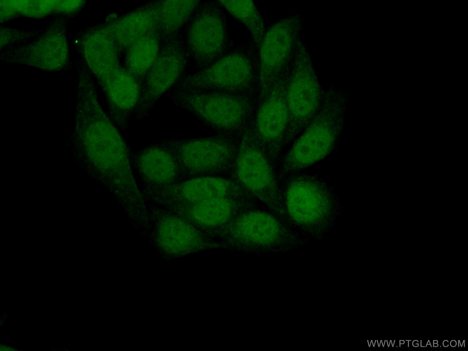 Immunofluorescence (IF) / fluorescent staining of HepG2 cells using ATF4 Polyclonal antibody (10835-1-AP)