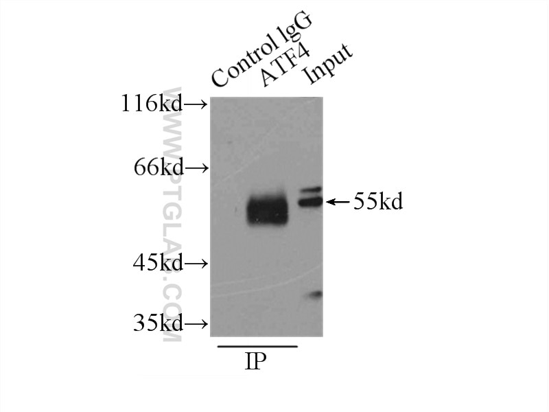 Immunoprecipitation (IP) experiment of HEK-293 cells using ATF4 Polyclonal antibody (10835-1-AP)