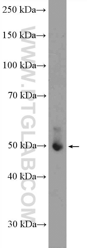 Western Blot (WB) analysis of rat brain tissue using ATF4 Polyclonal antibody (10835-1-AP)