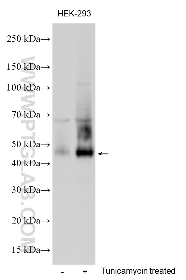 Western Blot (WB) analysis of various lysates using ATF4 Polyclonal antibody (10835-1-AP)