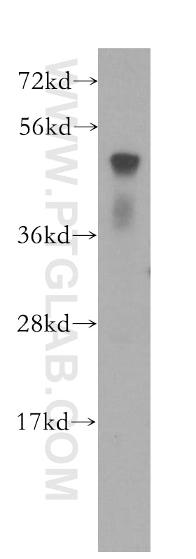 WB analysis of HEK-293 using 10835-1-AP