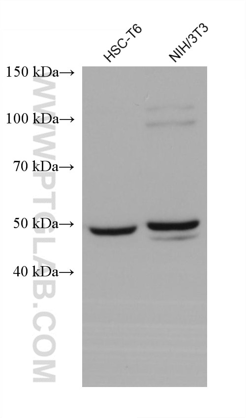 Western Blot (WB) analysis of various lysates using ATF4 Monoclonal antibody (60035-1-Ig)