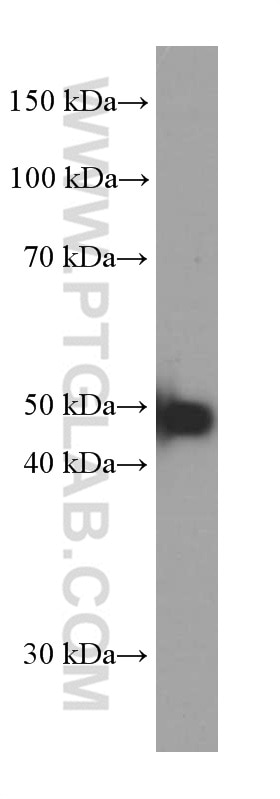 Western Blot (WB) analysis of HepG2 cells using ATF4 Monoclonal antibody (60035-1-Ig)