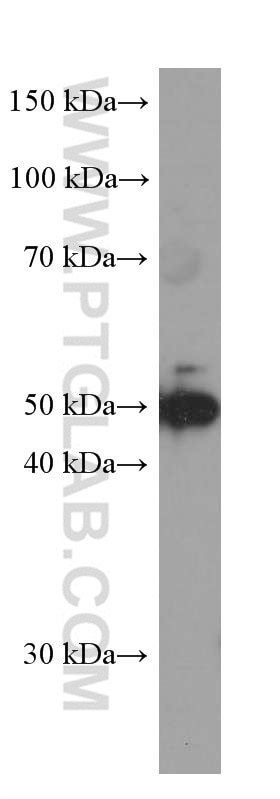 Western Blot (WB) analysis of HEK-293 cells using ATF4 Monoclonal antibody (60035-1-Ig)