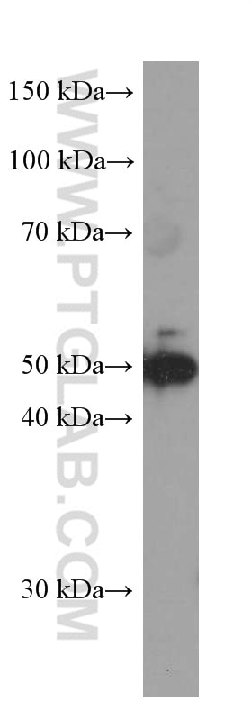 WB analysis of HEK-293 using 60035-1-Ig