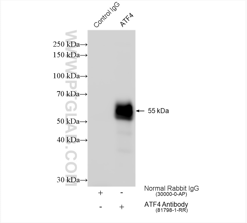 Immunoprecipitation (IP) experiment of HEK-293 cells using ATF4 Recombinant antibody (81798-1-RR)