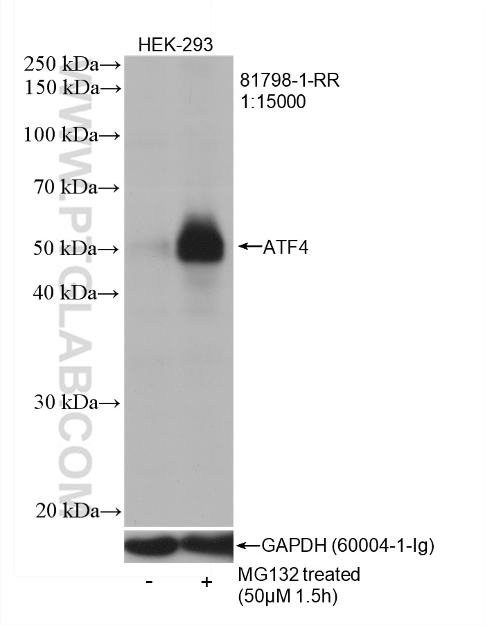 Western Blot (WB) analysis of HEK-293 cells using ATF4 Recombinant antibody (81798-1-RR)