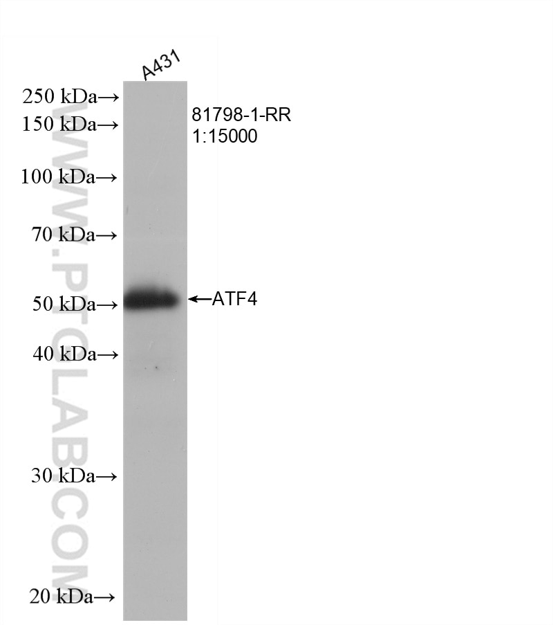 Western Blot (WB) analysis of A431 cells using ATF4 Recombinant antibody (81798-1-RR)