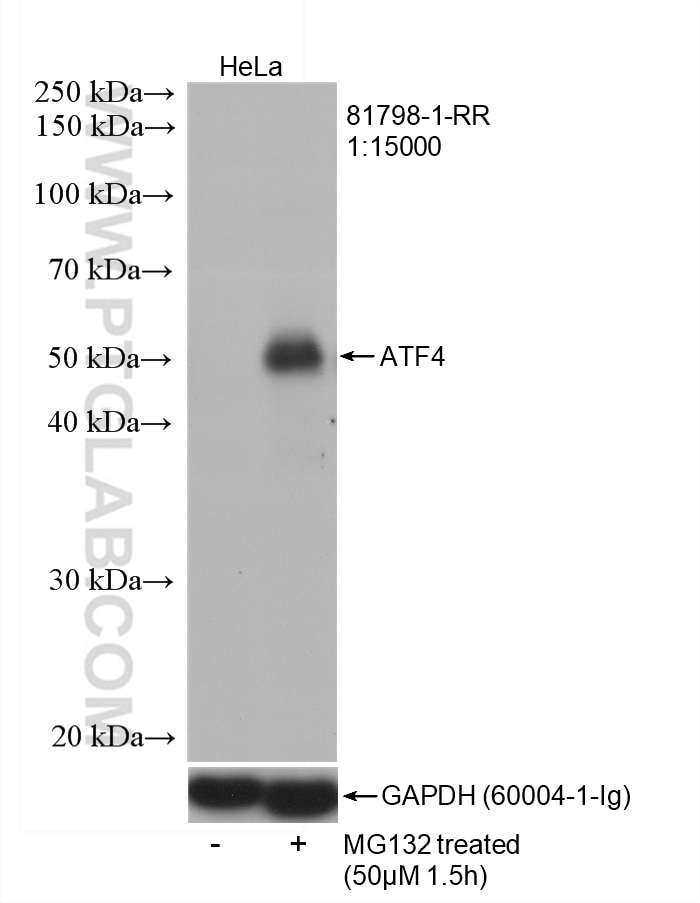 Western Blot (WB) analysis of HeLa cells using ATF4 Recombinant antibody (81798-1-RR)
