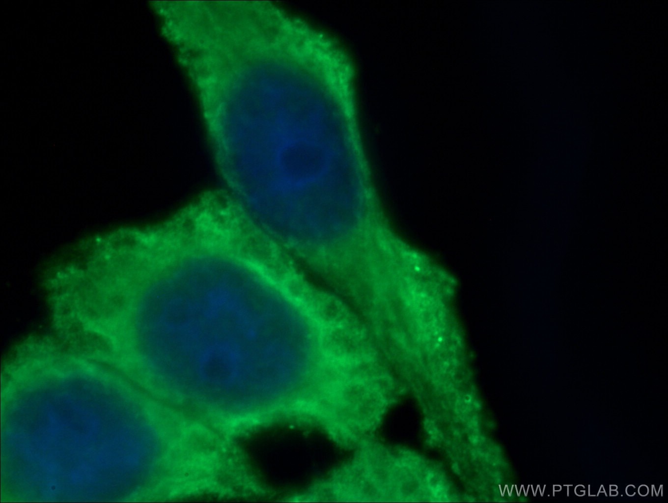 Immunofluorescence (IF) / fluorescent staining of HeLa cells using CoraLite® Plus 488-conjugated ATF4 Monoclonal anti (CL488-60035)
