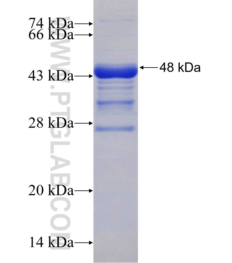 ATF4 fusion protein Ag29844 SDS-PAGE