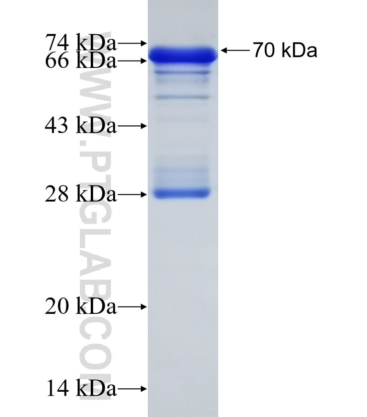 ATF4 fusion protein Ag1279 SDS-PAGE