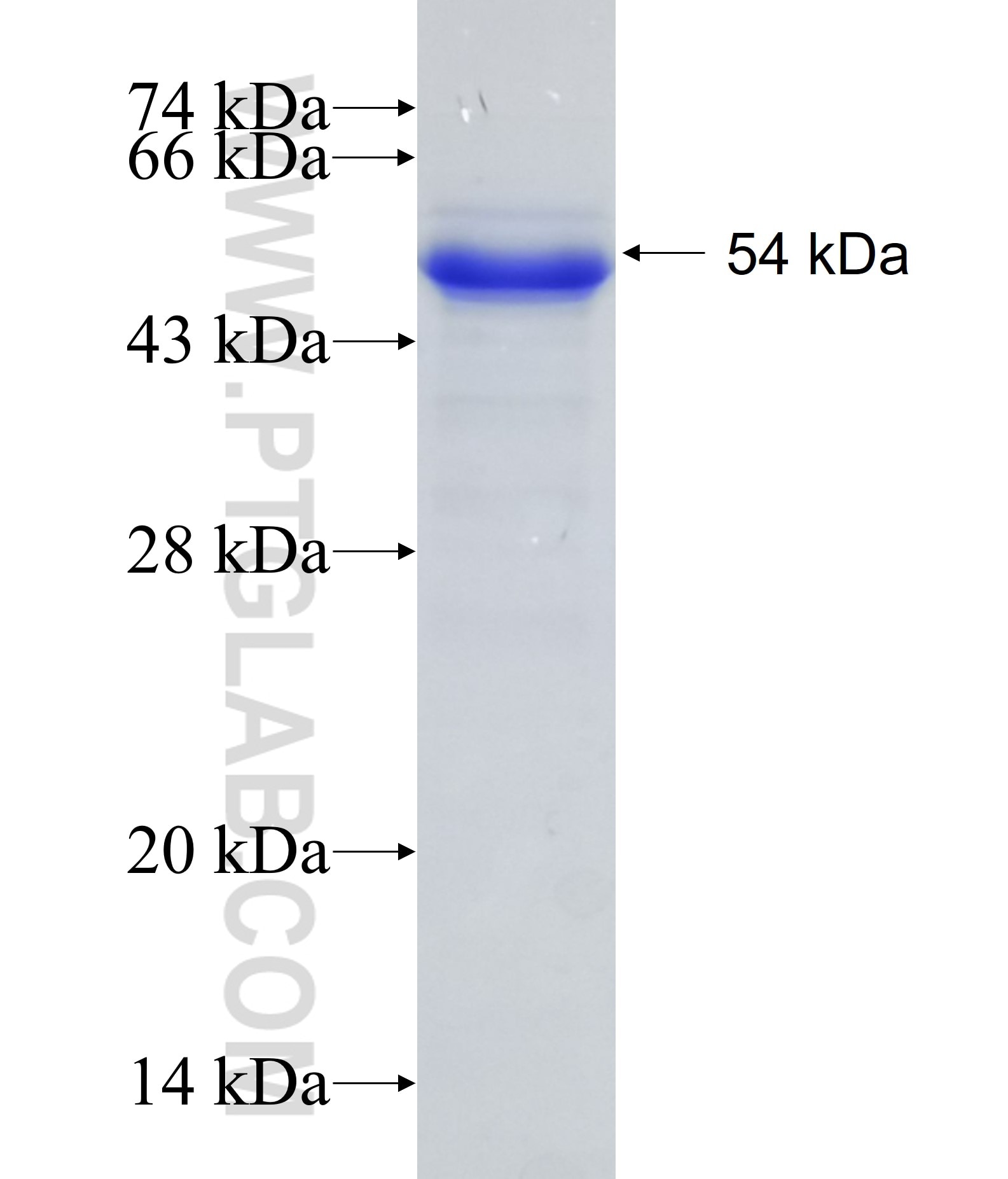 ATF4 fusion protein Ag16665 SDS-PAGE