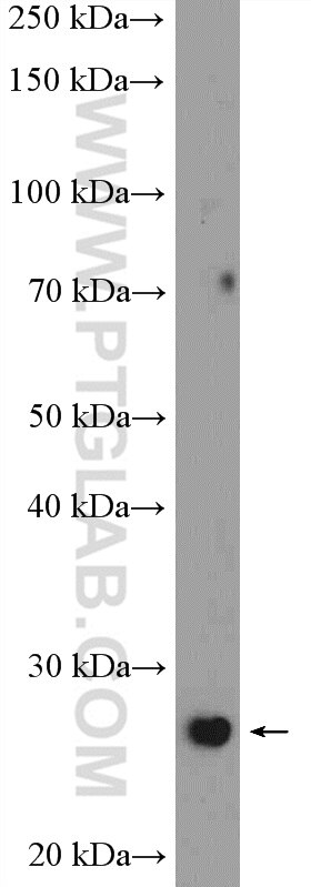 Western Blot (WB) analysis of BxPC-3 cells using ATF5 Polyclonal antibody (15260-1-AP)